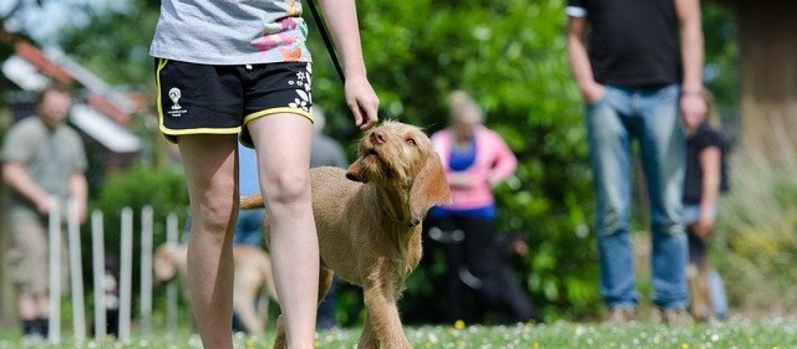 בואו לבדוק אם מתאים לכם לפתוח בית גידול לכלבים